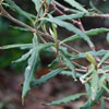 Olearia lineata 'Dartonii' x macrodonta 'Major'
